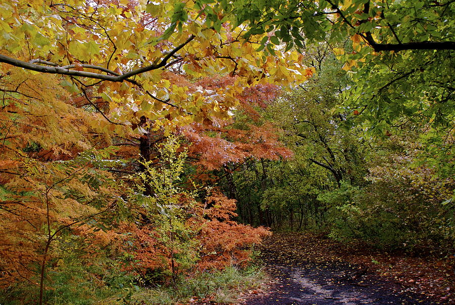 November Path Photograph