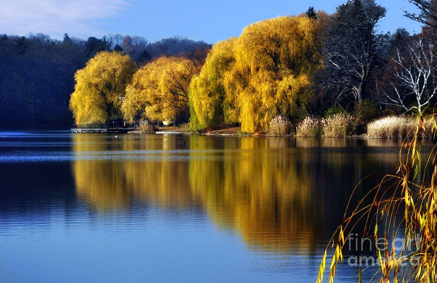  Autumn Weeping Willows Photograph by Elaine Manley