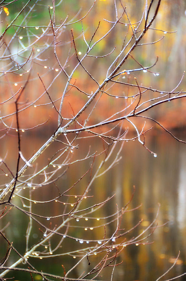 November Rain Photograph by Tricia Marchlik