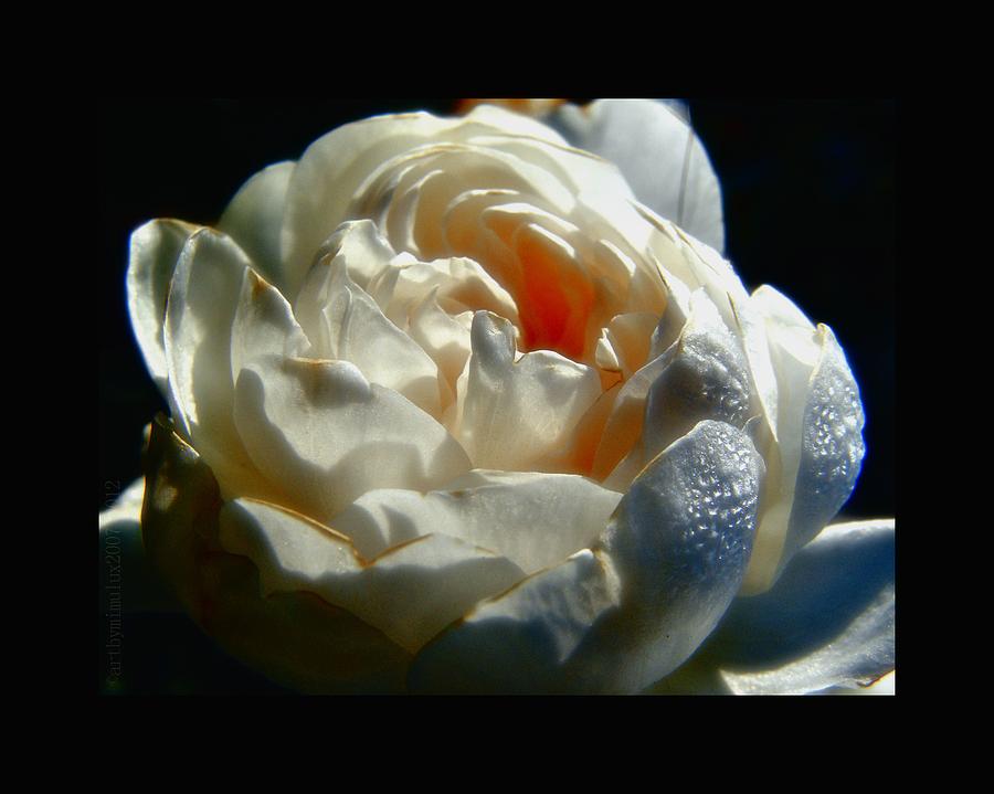November Rose Photograph by Mimulux Patricia No