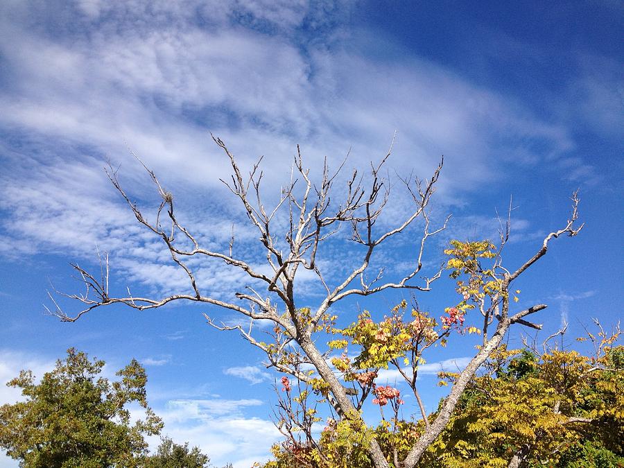 November Sky Photograph by Beth Williams - Fine Art America