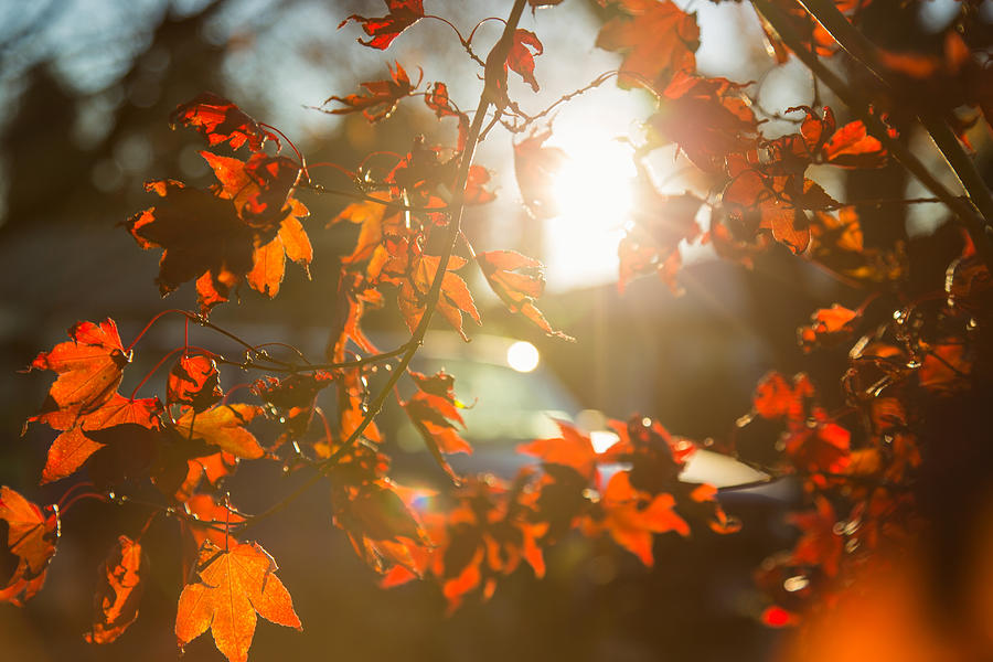 November sun Photograph by Kunal Mehra
