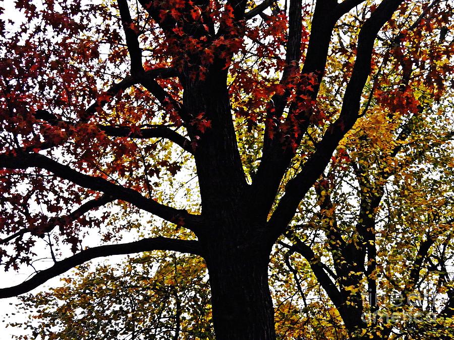 Tree Photograph - November Trees by Sarah Loft