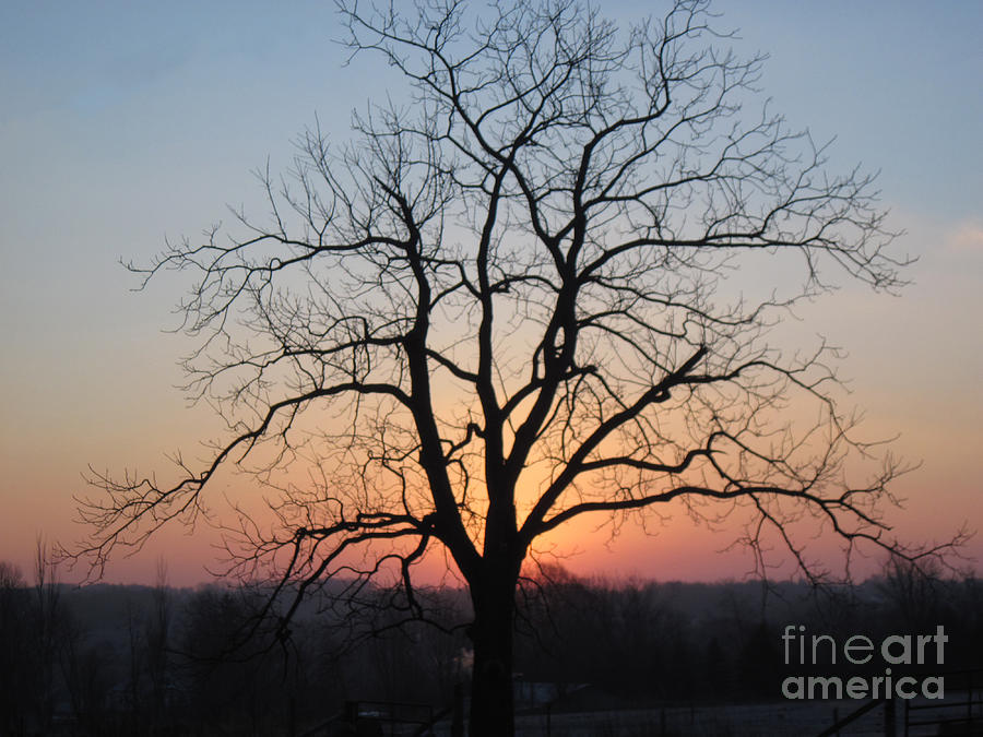 Tree Photograph - November Walnut Tree at Sunrise by Conni Schaftenaar