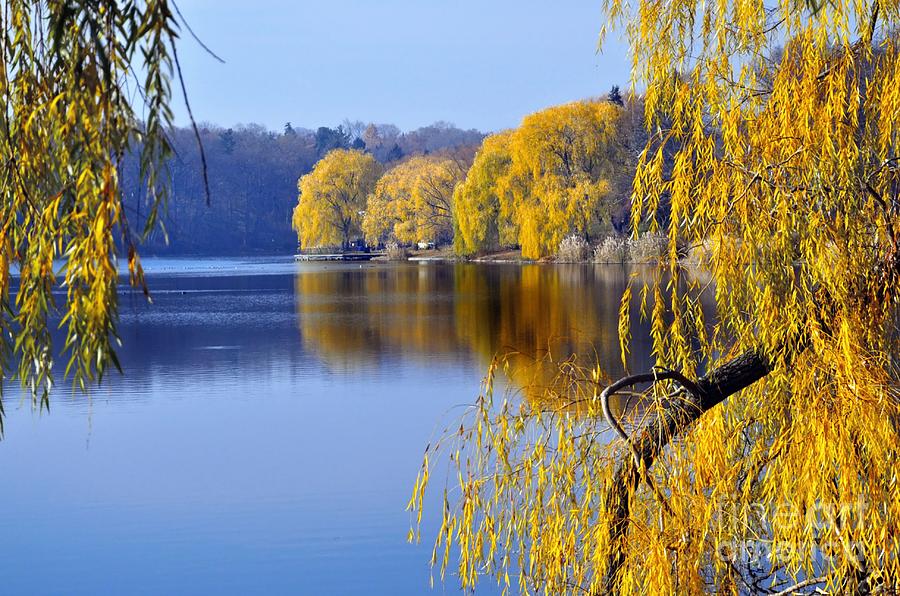  Autumn Weeping Willows Toronto  High Park Photograph by Elaine Manley