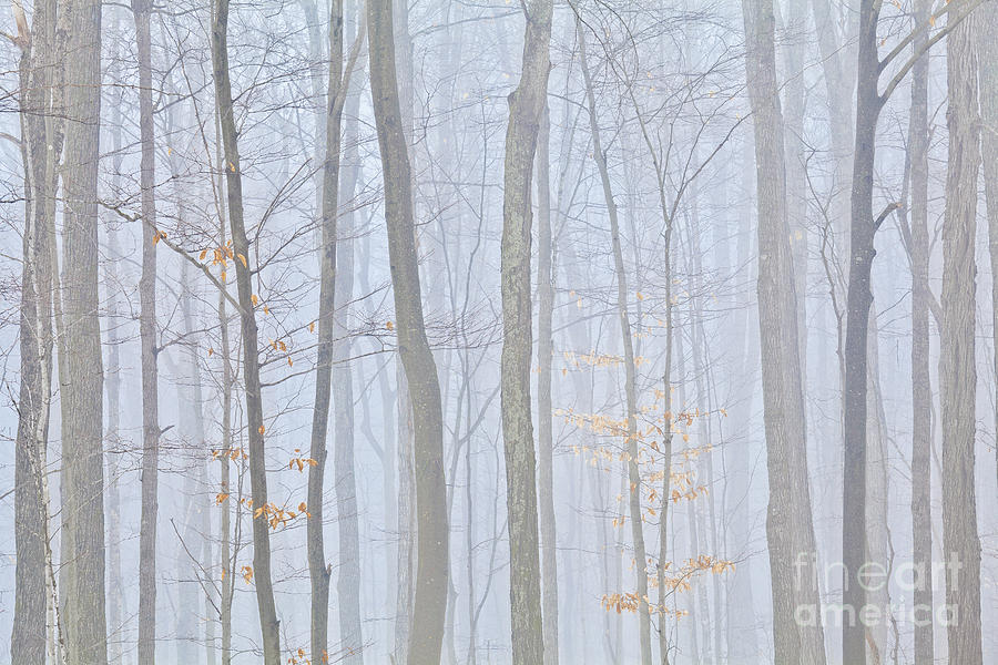 Fall Photograph - November Woodland Fog by Alan L Graham