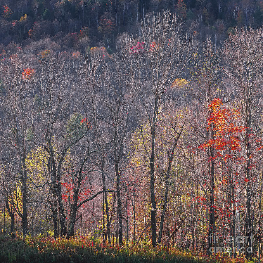 Fall Photograph - November Woods by Alan L Graham