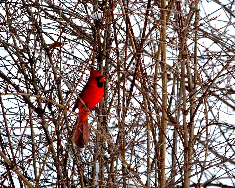 Cardinal Photograph - Novembers Cardinal by Karen Majkrzak