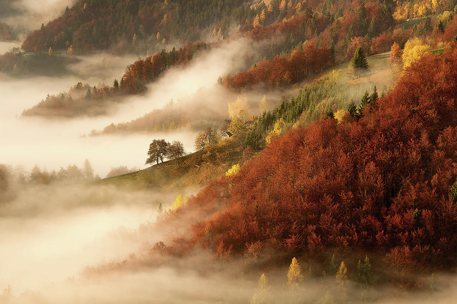 Fall Photograph - Novembers Fog by 