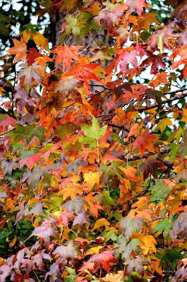 Nature Photograph - Novembers Maples by Maria Urso