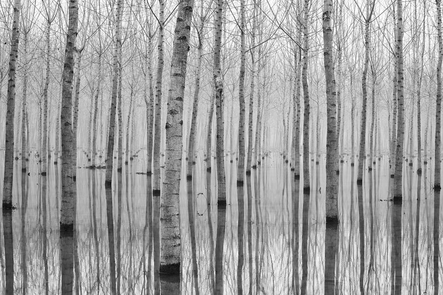 Tree Photograph - Novembre 2014 by Aglioni Simone
