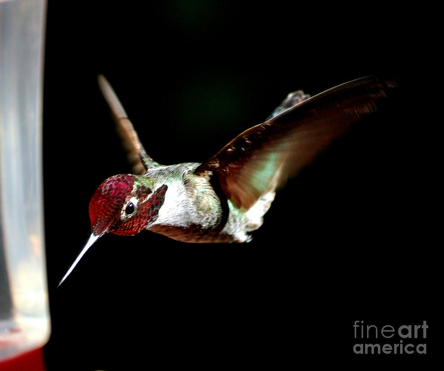 Hummingbird Photograph - Now Im Hungry by Jay Milo