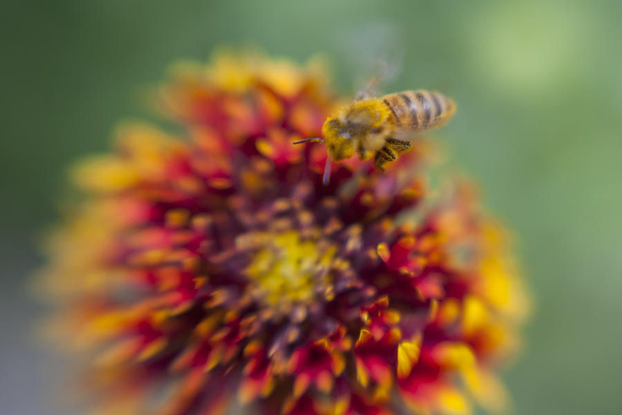 Now Rare Honey Bee 1 Photograph by Scott Campbell