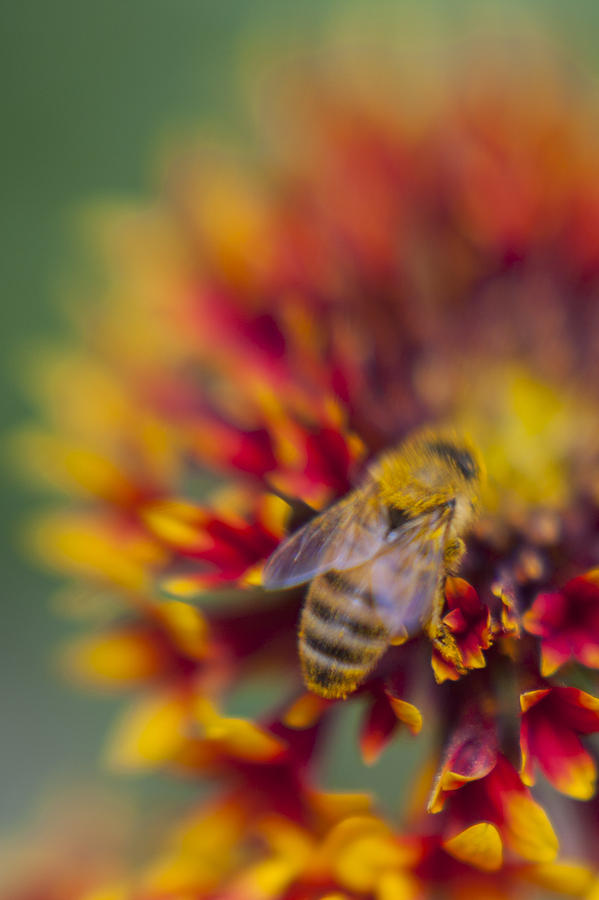 Now Rare Honey Bee 2 Photograph by Scott Campbell