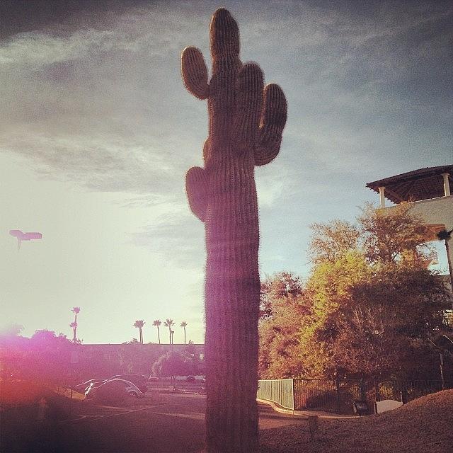 Now That Is A Cactus! Photograph by Holly B
