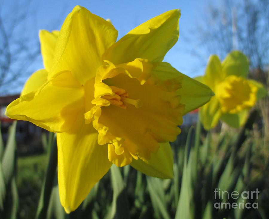 Now Thats A Daffodil Photograph by Martin Howard