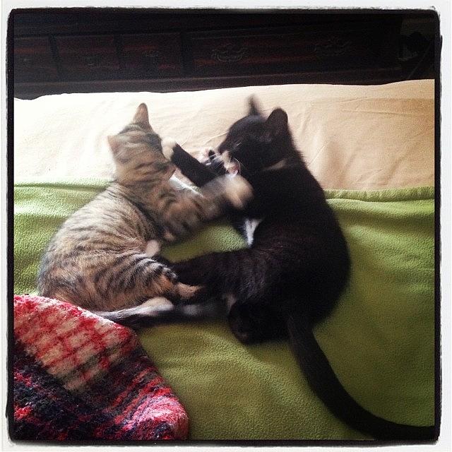 Now The Kittens Are Fighting Over Who Photograph by Sarah Steele