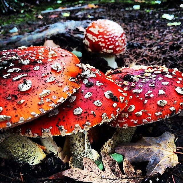 Mushroom Photograph - Now These Are Some Fall Colors by Steven Shewach