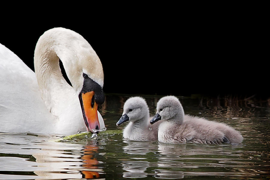 Swan Photograph - Now Watch Carefully by Gill Billington