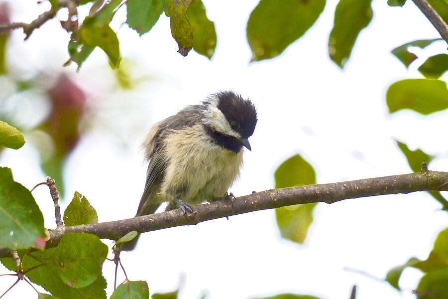 Fledgling Chickadee -- Now What Am I Supposed to Do Photograph by Kristin Hatt