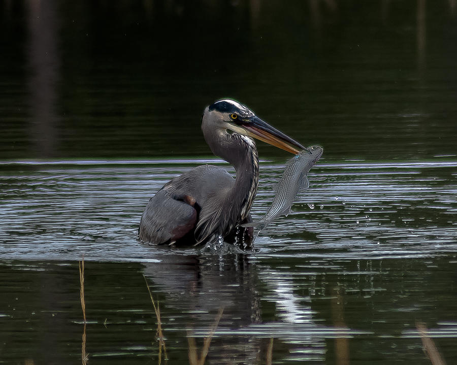 Heron Photograph - Now What by Charles Moore