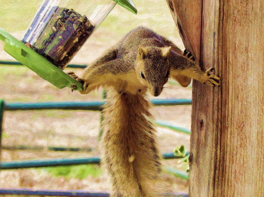 Squirrel Photograph - Now What by Shannon Story