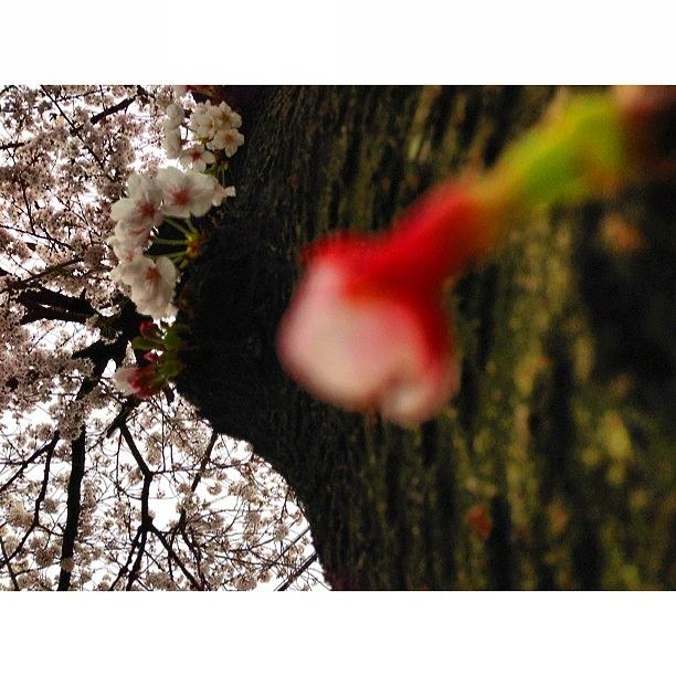 Nature Photograph - 右ストレート👊💥
#sakura by Moto Jp
