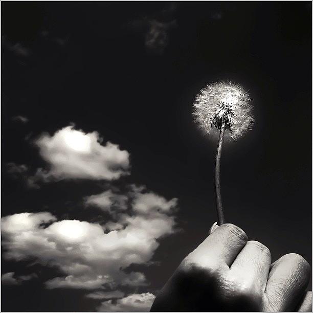 .
the Moon Of The Dandelion .
: : Photograph by Rimagraphy Ima-ju