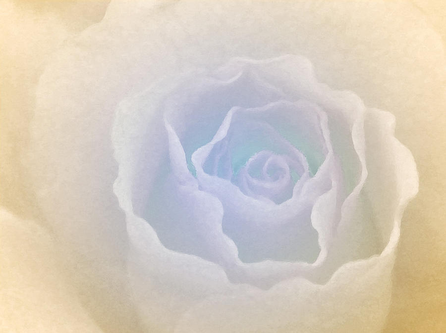 Rose Photograph - Nuage by The Art Of Marilyn Ridoutt-Greene