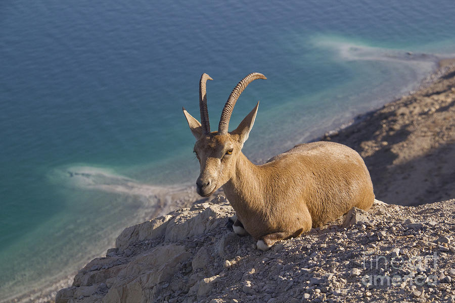 Animal Photograph - Nubain ibex Ein Gedi Dead Sea Israel by Rita Kapitulski