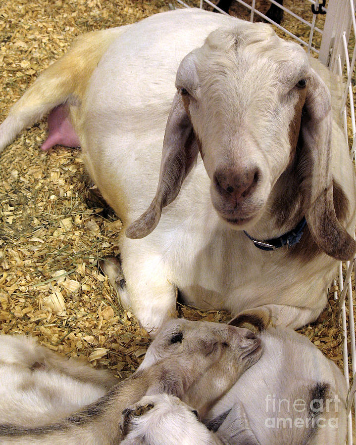 Nubian Goat and Her Sleeping Kids Photograph by Connie Fox