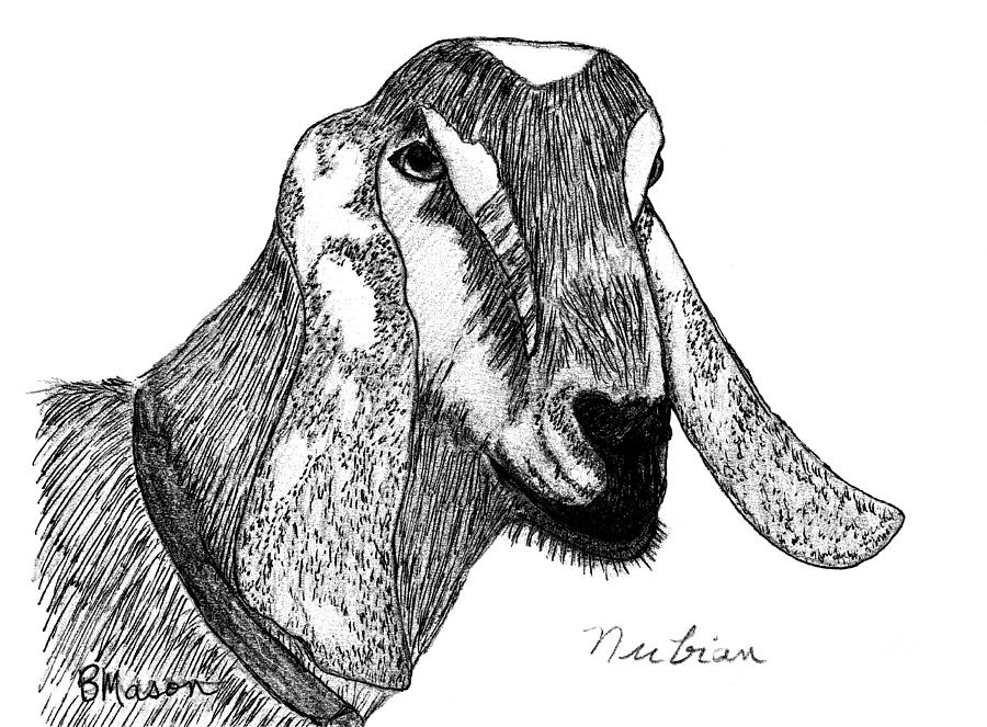Farm Animals Drawing - Nubian Goat by Becky Mason