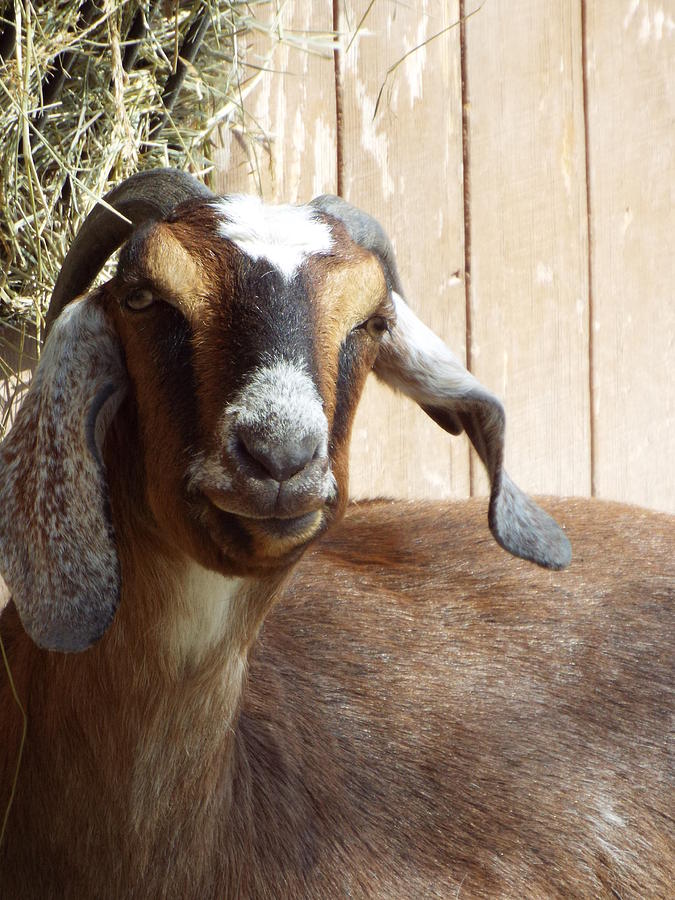 Nubian Goat Photograph by Caryl J Bohn