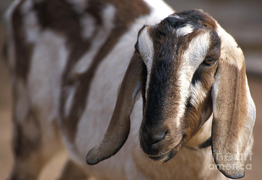 Nubian Goat Photograph by Mark Newman
