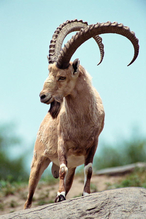 Nubian Ibex (Capra nubiana) Photograph by John Giustina