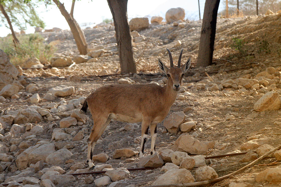 Nubian ibex #4 Photograph by Doc Braham