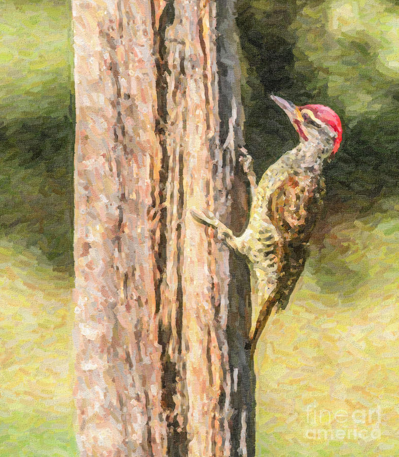 Nubian Woodpecker Campethera nubica Digital Art by Liz Leyden