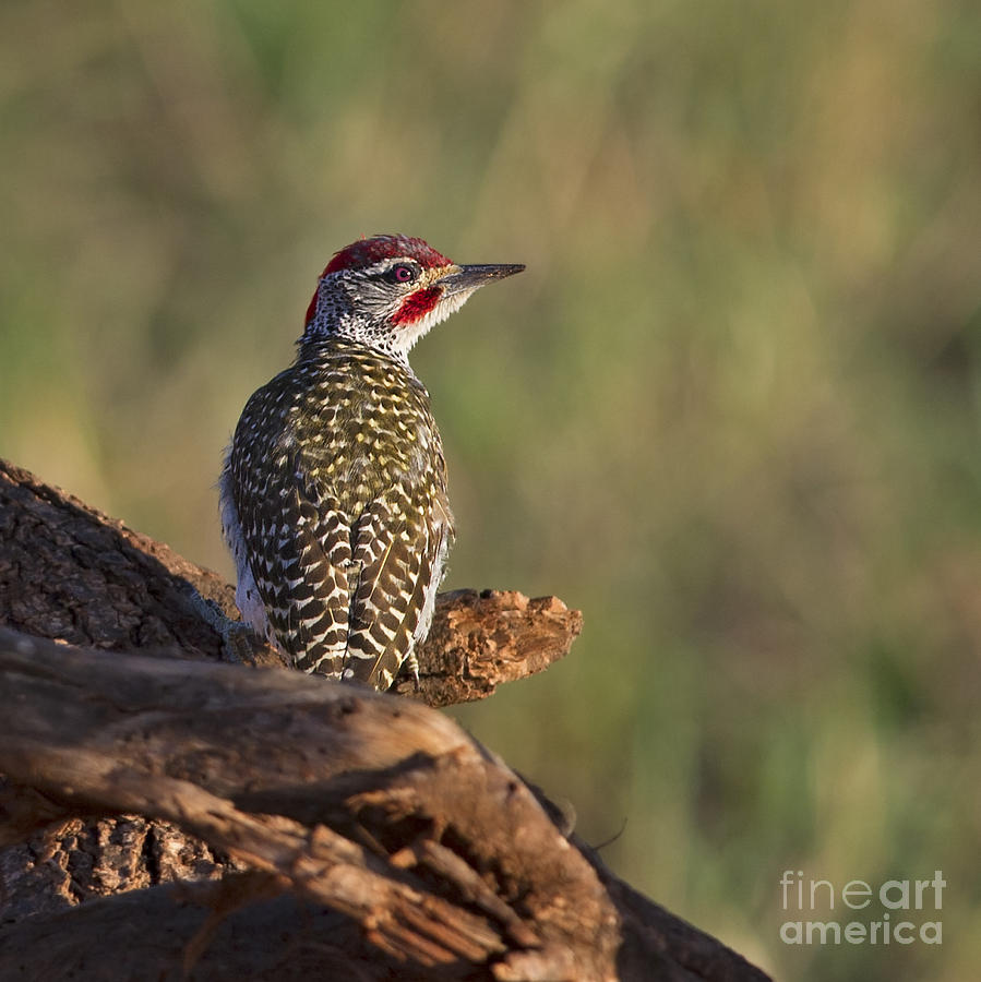 Nubian Woodpecker... Photograph by Nina Stavlund