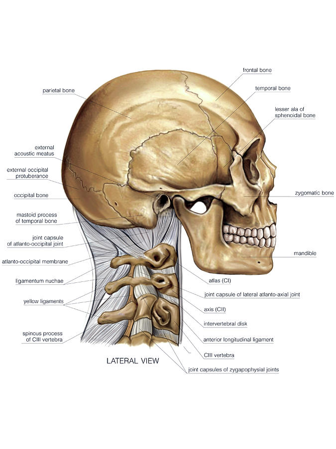 Nuchal Joint Photograph By Asklepios Medical Atlas Pixels 2559