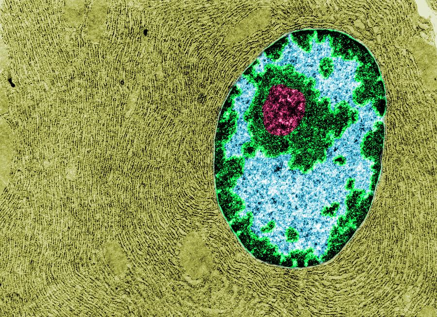 Nucleus Photograph by Jose Calvo / Science Photo Library