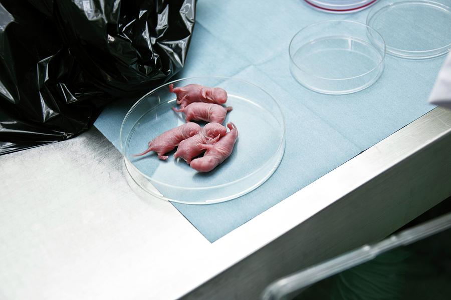 Nude Mice Dissection Photograph by Andy Crump/science Photo Library