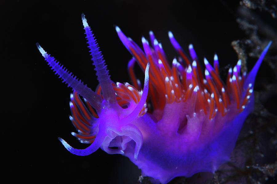 Underwater Photograph - Nudibranch by  548901005677
