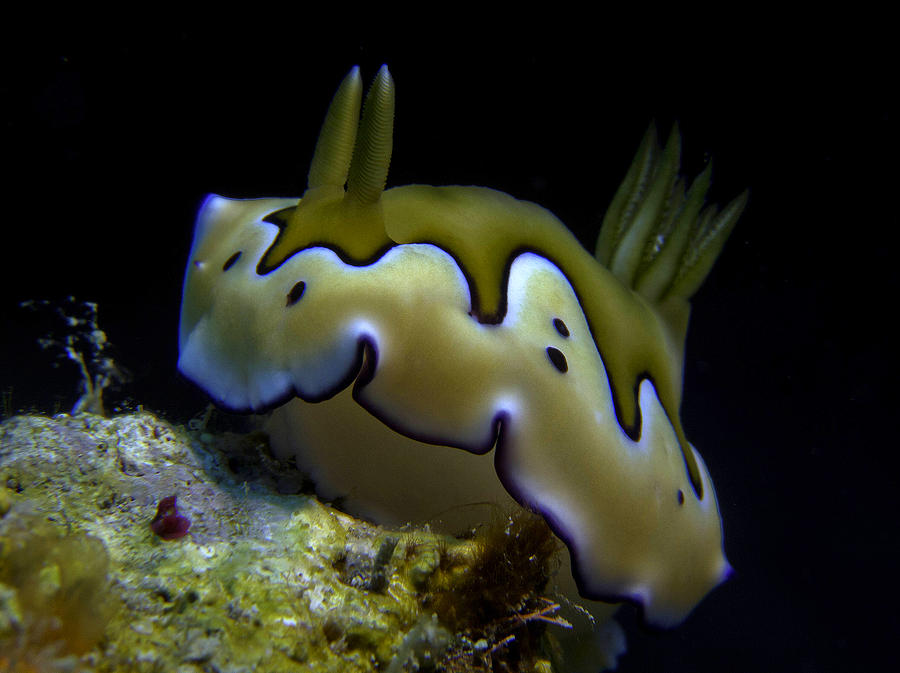 Nudibranch 6 Photograph by Gary Hughes