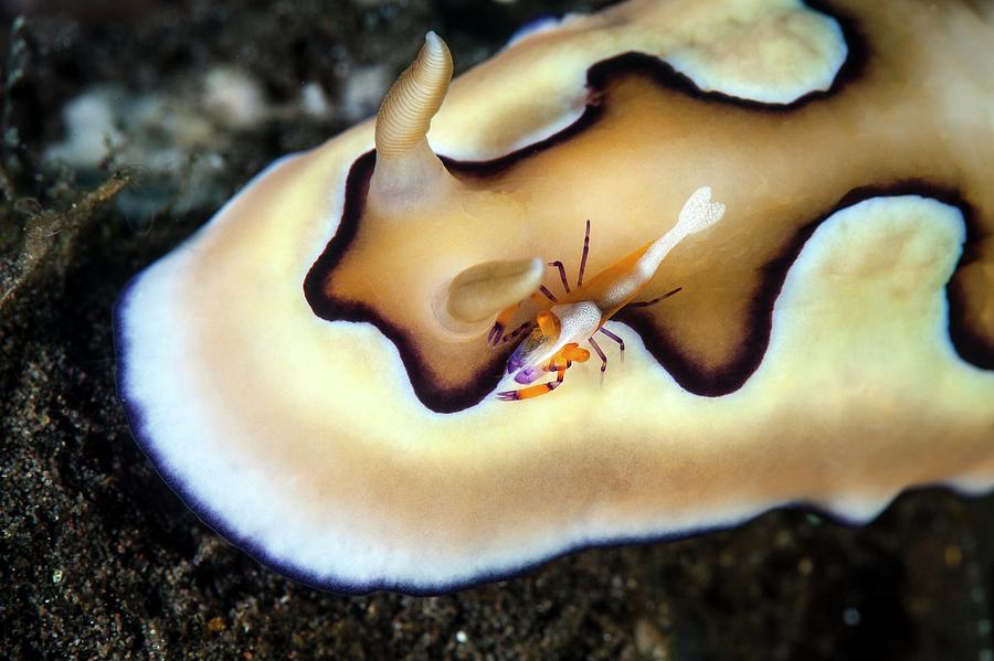 Wildlife Photograph - Nudibranch And Emperor Shrimp by Ethan Daniels