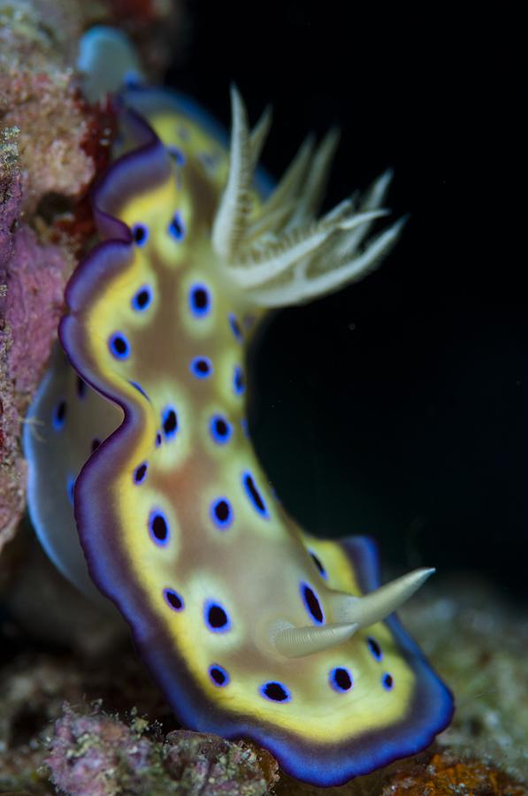 Nudibranch (Chromodoris kuniei) Photograph by Science Photo Library ...