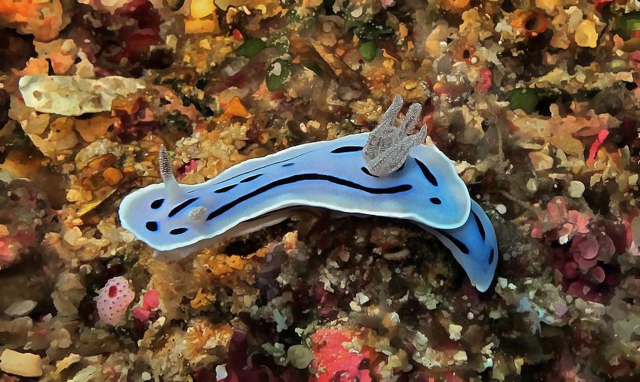 Nudibranch - gentle blue Photograph by Sergey Lukashin | Fine Art America