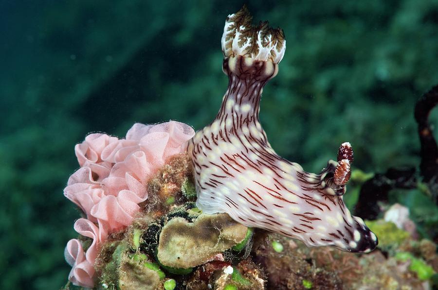 Nature Photograph - Nudibranch by Matthew Oldfield/science Photo Library