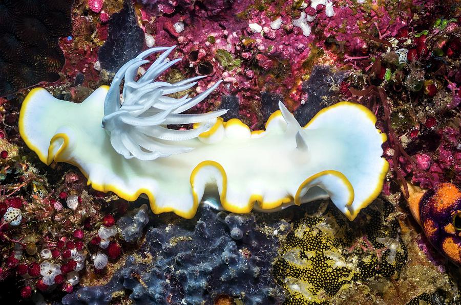Nudibranch On A Reef Photograph by Georgette Douwma