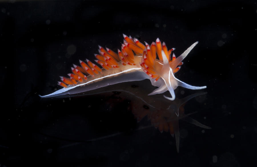 Nudibranch Photograph by Sandra Edwards