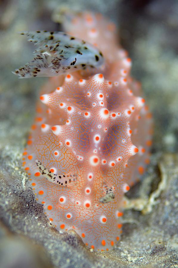 Nature Photograph - Nudibranch by Scubazoo/science Photo Library